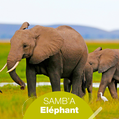 SAMB’A ELEPHANT
